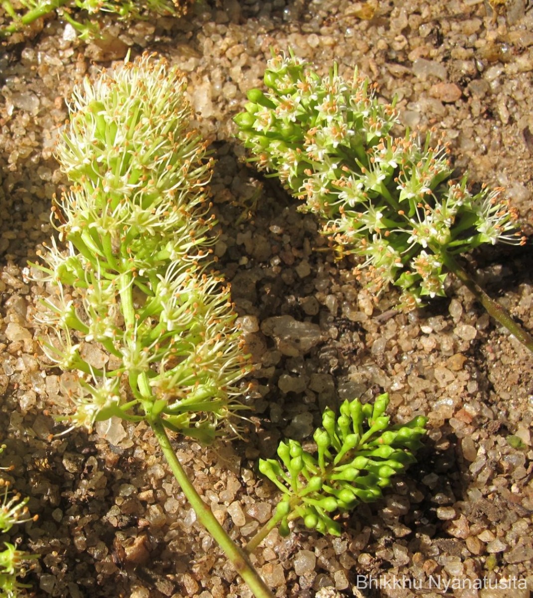 Combretum latifolium Blume